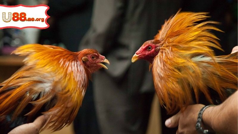 Thomo Gà Đòn – Trải Nghiệm Đá Gà Trực Tuyến Đỉnh Cao 8 Thomo Gà Đòn – Trải Nghiệm Đá Gà Trực Tuyến Đỉnh Cao