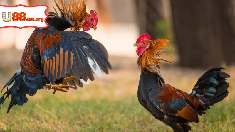 Trang Đá Gà Trực Tiếp – Sân Chơi Giải Trí Đỉnh Cao 6 Trang Đá Gà Trực Tiếp – Sân Chơi Giải Trí Đỉnh Cao