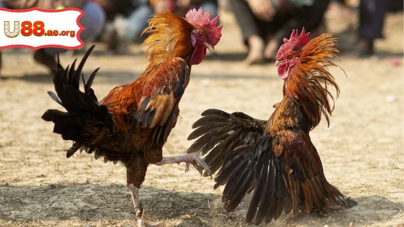 Trực Tiếp Đá Gà Bữa Nay – Cập Nhật Thông Tin Nhanh Nhất 4 Trực Tiếp Đá Gà Bữa Nay – Cập Nhật Thông Tin Nhanh Nhất