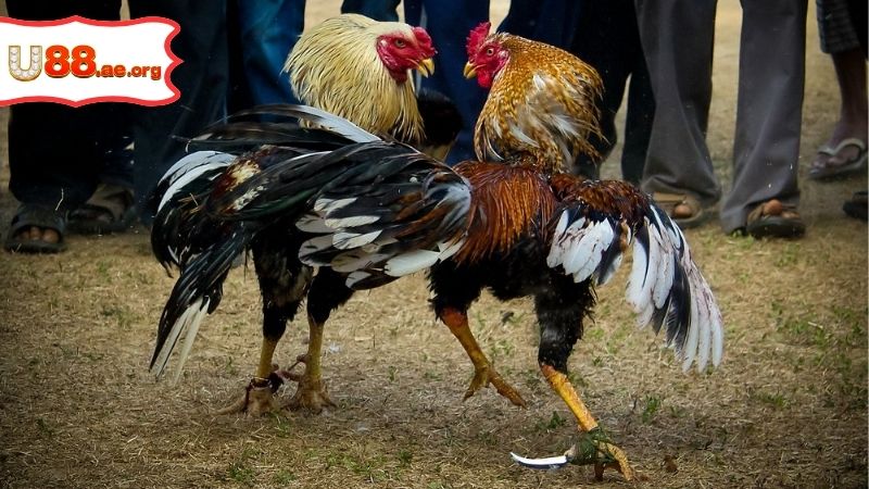 Trực Tiếp Đá Gà Cúp C1 – Đỉnh Cao Và Đầy Kịch Tính 3 Trực Tiếp Đá Gà Cúp C1 – Đỉnh Cao Và Đầy Kịch Tính