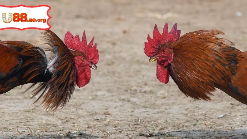 Trực Tiếp Đá Gà Hôm Nay – Những Trận Đấu Nảy Lửa 5 Trực Tiếp Đá Gà Hôm Nay – Những Trận Đấu Nảy Lửa