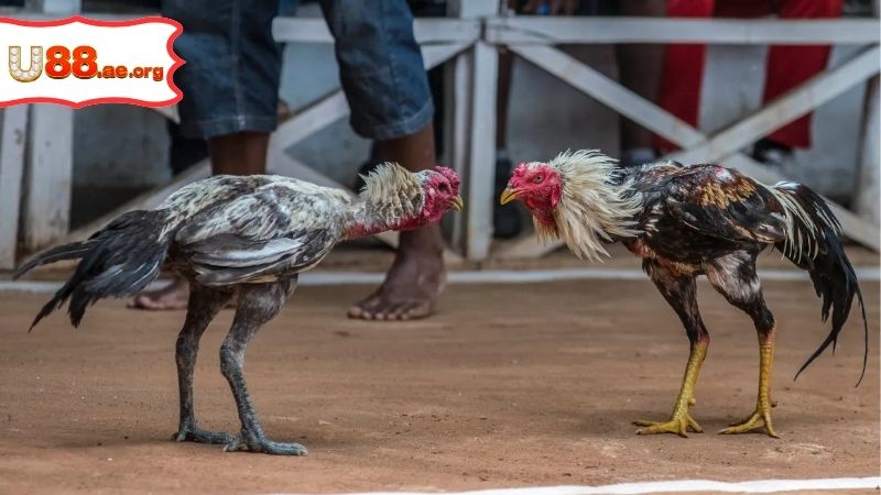 Trực Tiếp Đá Gà Khờ Mo – Xem Ngay Những Trận Nảy Lửa 2 Trực Tiếp Đá Gà Khờ Mo – Xem Ngay Những Trận Nảy Lửa