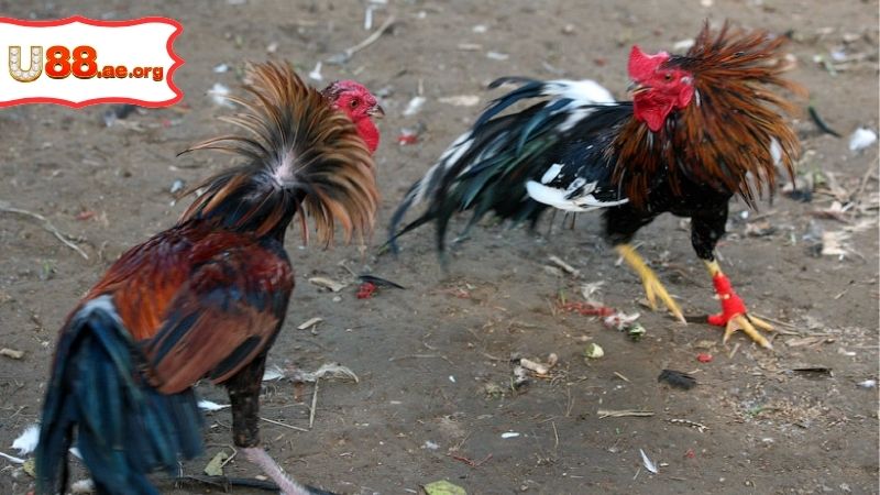 Trực Tiếp Đá Gà Thomo Hôm Nay Có Bình Luận Đi Kèm 1 Trực Tiếp Đá Gà Thomo Hôm Nay Có Bình Luận Đi Kèm